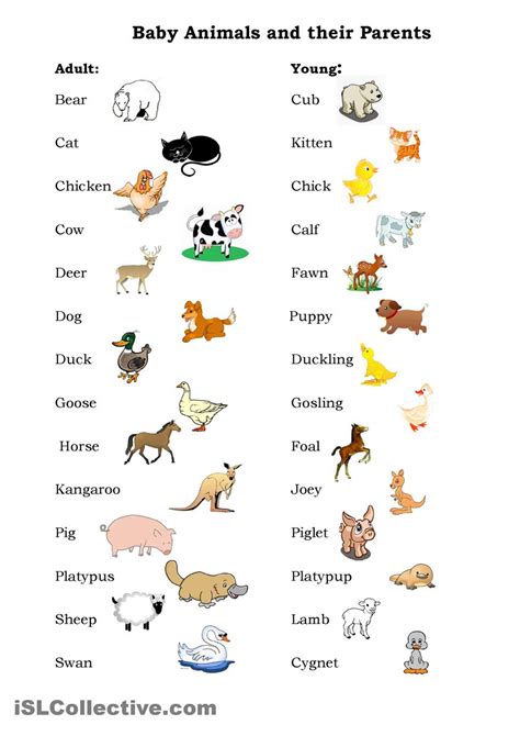 Names Of Baby Animals And Their Parents Myenglishteacher