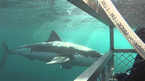 Great White Shark Cage Diving Stewart Island New Zealand Youtube