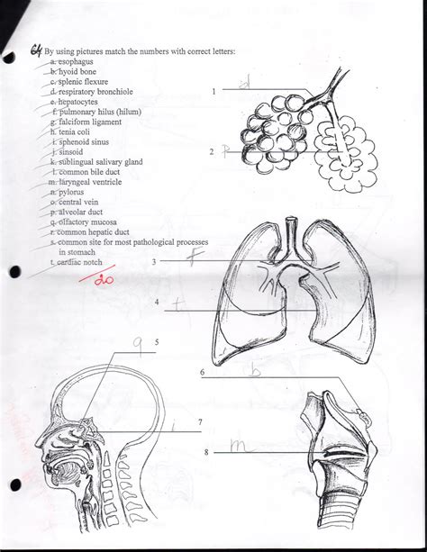 Anatomy And Physiology 1 Exam 1 Anatomy Diagram Sourc