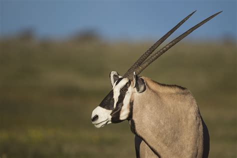The magestic running of gazelles!. Oryx gazelle - Wikiwand