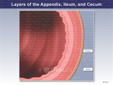 Layers Of The Appendix Ileum And Cecum Trial Exhibits Inc