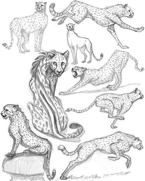 Cheetah Drawing Reference And Sketches For Artists