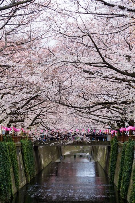Cherry Blossom Festival In Full Bloom At Meguro River Meguro River Is
