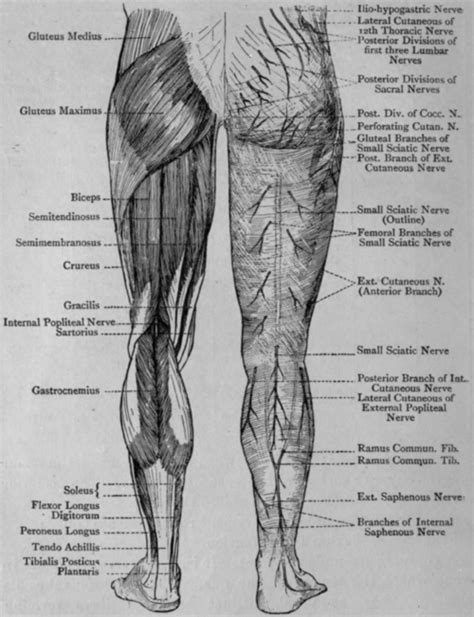 Leg Muscles And Nerves