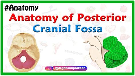 Anatomy Of Posterior Cranial Fossa Youtube