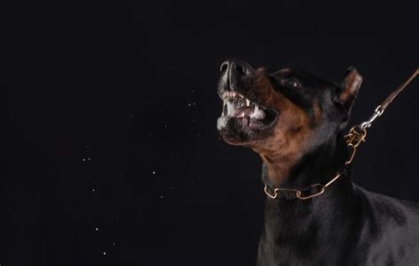 4 Most Scary Dogs According To Statistics Top Dog Tips