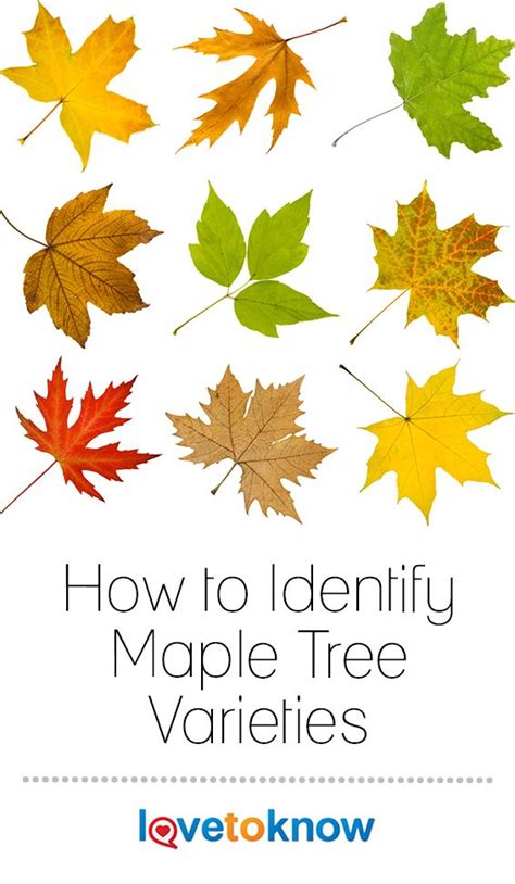 How To Identify Maple Tree Varieties Lovetoknow Maple Tree
