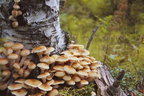 Mushrooms Grow On Tree Bark During Autumn Massive Cluster Of Mushroom
