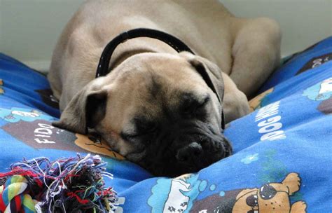 9 Signs Your Mastiff Is Actually Your Baby Sonderlives