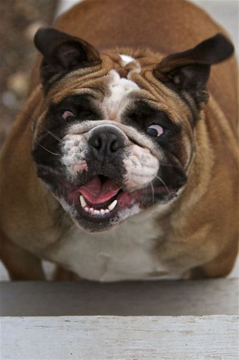 We now have french bulldogs available! 10 Reasons English Bulldogs Are The Worst Breed EVER