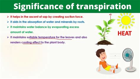 Significance Of Transpiration Biology Youtube