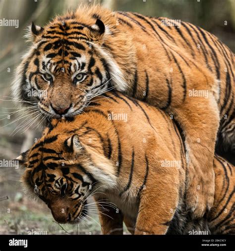 lion breeding with tiger
