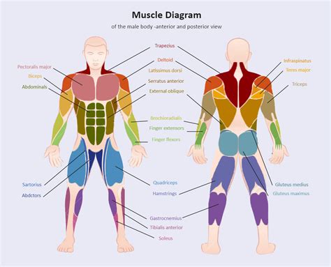 Muscle Diagram Labeled Arm Muscles Major Muscles Muscle Diagram