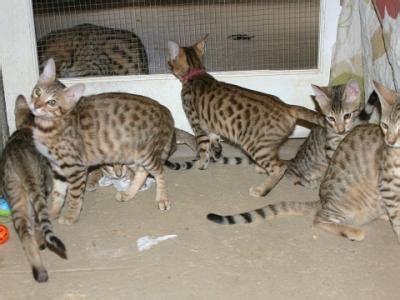 The offspring are f3 c. SEVEN F6 SAVANNAH GIRLS READY FOR FOREVER HOMES - Female ...