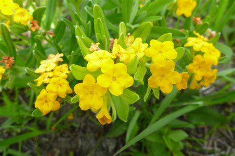 Mar 19, 2021 · my japanese sweet potato's are growing purple flowers on the top. Nature in Ontario's Banana Belt: Spring flowers