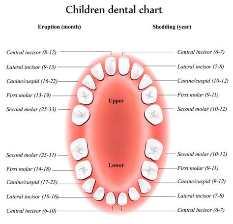 Dental Chart Children Dental Care For Kids Tooth Chart Teeth Anatomy