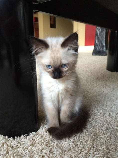 Our Little Phoebe A Seal Point Balinese Kitten Balinese Cat Baby