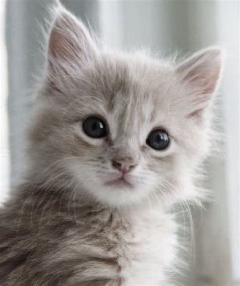 Extremely Cute Kitten 30th March 2015 We Love Cats And Kittens