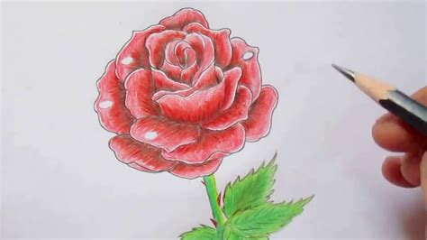 Những Hình ảnh Hoa Hồng Vẽ Bằng Bút Chì Cực đẹp