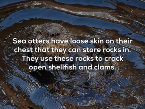 Interesting Facts (20 pics)