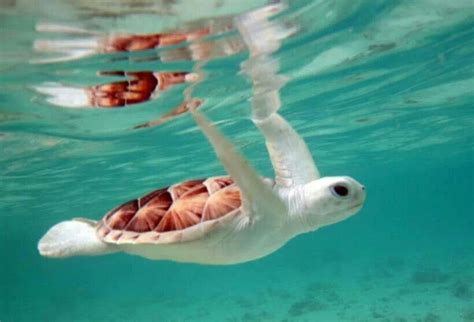 Albino Sea Turtle Animals Animals Beautiful Baby Sea Turtles