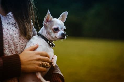 Heres How To Tell If A Chihuahua Is Purebred