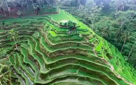 Fakta Unik Sawah Terasering Tegalalang Ubud Yang Wajib Dikunjungi