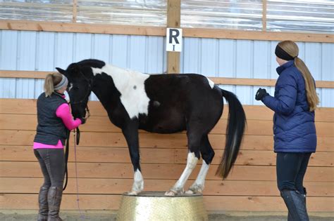 How To Teach Your Horse To Stand On A Pedestal — Begin The Dance With