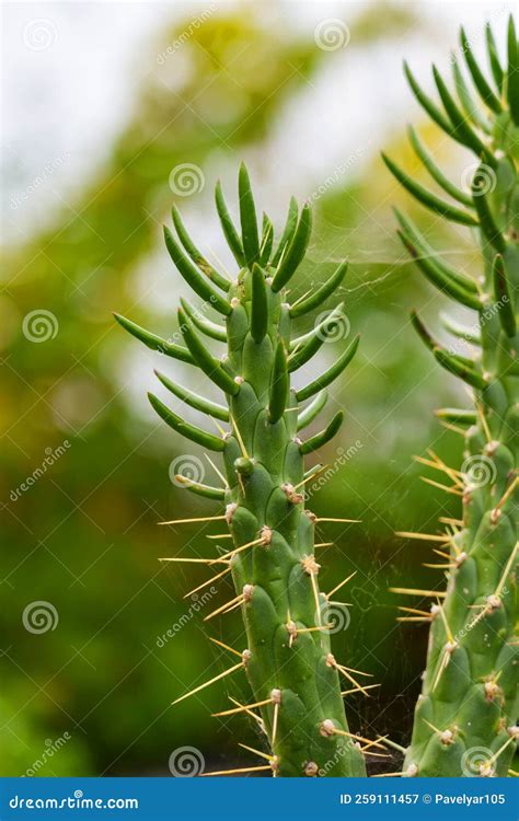Growing Succulent Cactus Plant With Cobwebs On Thorns Stock Image