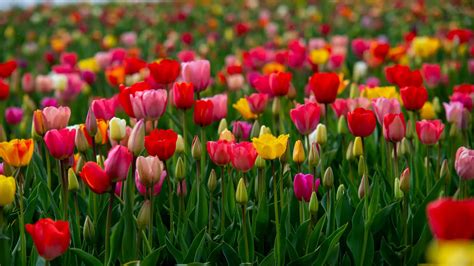 Tulipanes Origen Tipos Cuidados Cultivo Y Reproduccion