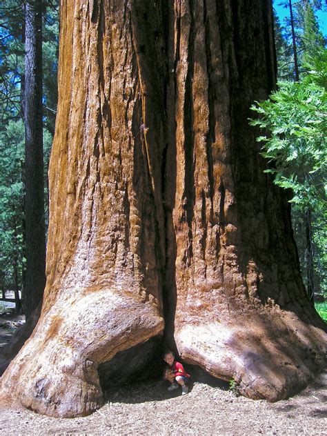 Protecting Nature And Enriching Visits In Giant Sequoia National