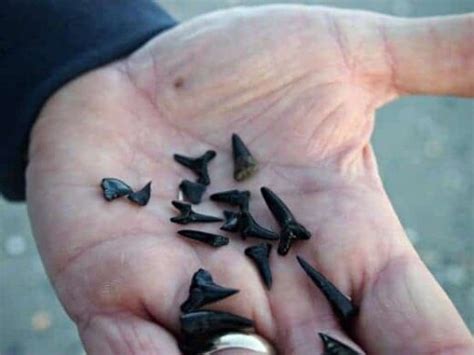 Myrtle Beach Shark Teeth Finding Fossilised Black Shark Teeth