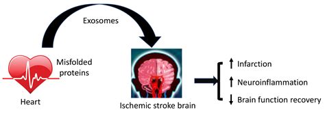 Impact Of Cardiovascular Diseases On Ischemic Stroke Outcomes