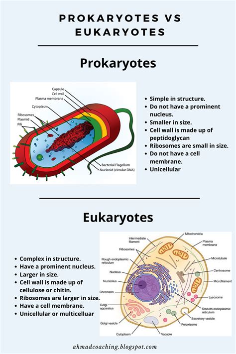 Prokaryotic Cell Structure And Their Function Artofit