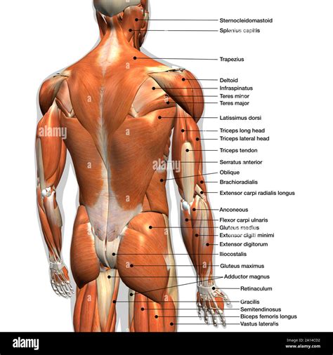 Arm Muscles Diagram Labeled Anatomy Chart Of Male Triceps And Back Muscles On White Background