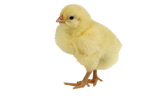 Collection Of Chick Png Pluspng