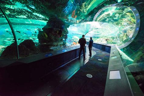 20131016 Ripleys Aquarium Of Canada Opening 2233 Photobycorbinsmith