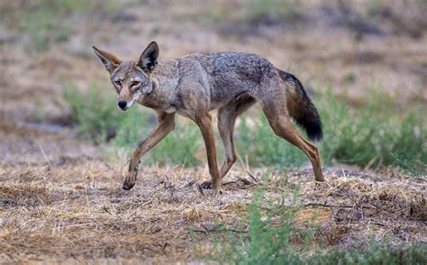 Coyote History And Some Interesting Facts