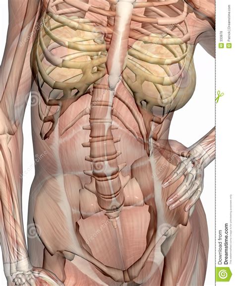 Female Chest Anatomy Muscle Pain