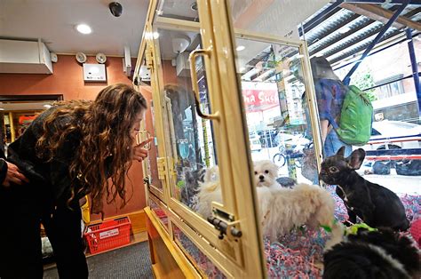 State Politicians Push Retail Pet Shops To Shun Breeders
