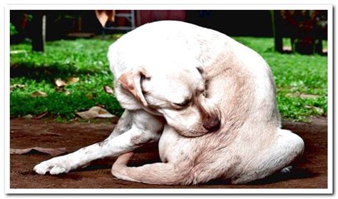 Why Is My Dog Scratching A Lot Causes And Effective Remedies Dogsis