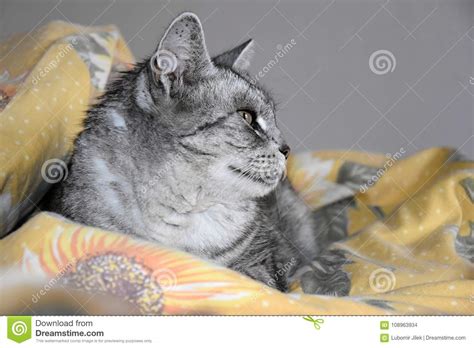 The Cat Lies On A Featherbed Gray Tabby Cat Stock Photo Image Of