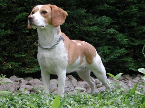 Types Of Beagle Dog Beagles