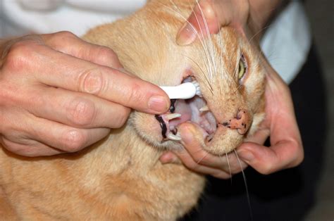 It just takes patience and a a step by. Brushing Your Cats' Teeth