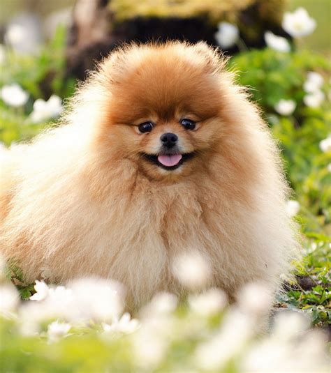 Il n'y a aucun vaccin obligatoire, sauf si vous comptez emmener votre chien en expo ou dans des clubs. Photo : Le spitz nain est le descendant du Spitz allemand