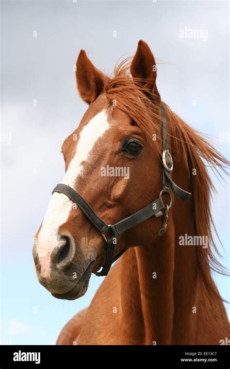 Beautiful Brown Thoroughbred Horse Head At Farm Thoroughbred Stock