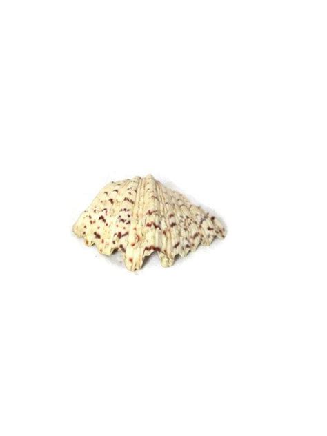 Maybe you would like to learn more about one of these? Natural Small Giant Clam Shell Maxima Clam Shell ClamShell ...
