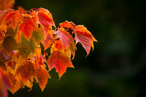 Awesome Autumn Leaves Colour Chemistry Explained Forestry And Land