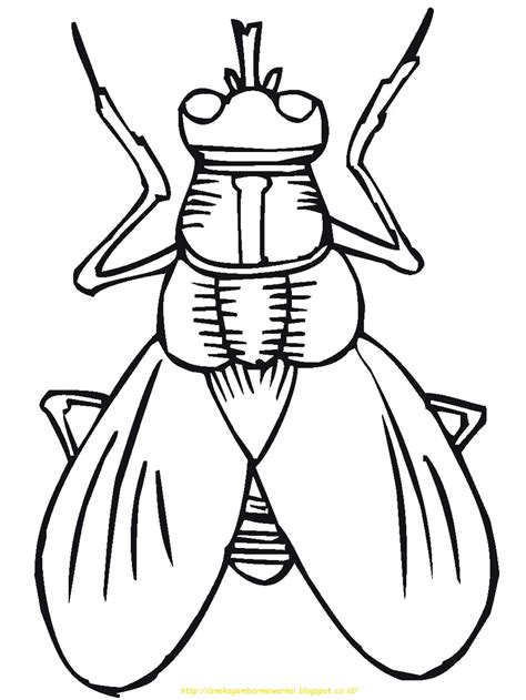 Gambar 10 Gambar Mewarnai Serangga Anak Paud Tk Aneka Kartun Binatang