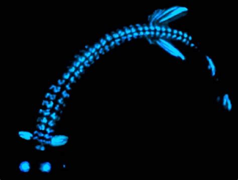 The Worlds Most Incredible Bioluminescent Creatures
